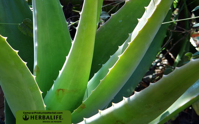 Bajar de peso con aloe vera